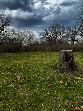 Old Tree Stump in Open Meadow Under Dramatic Cloudy Sky with Bare Trees Natural Landscape Rustic Woodland Scene Peaceful Outdoor Nature Background