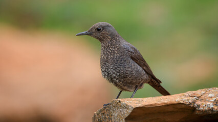 Obraz premium Blue Rock Thrush bird perching on rock