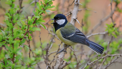 great tit on a branch in nature © Birol Dincer 