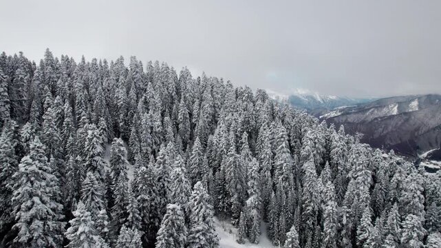 Aerial drone flight over snow-covered pine forest on mountain slopes in Svaneti, Georgia. Winter landscape with Caucasus mountains on horizon, nature, travel, scenic view
