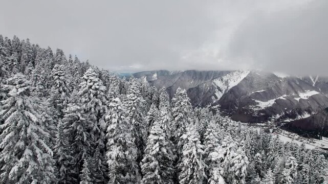 Aerial drone flight over snow-covered pine forest on mountain slopes in Svaneti, Georgia. Winter landscape with Caucasus mountains on horizon, nature, travel, scenic view