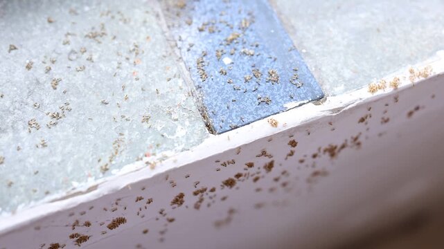 Group of ants running around in summer