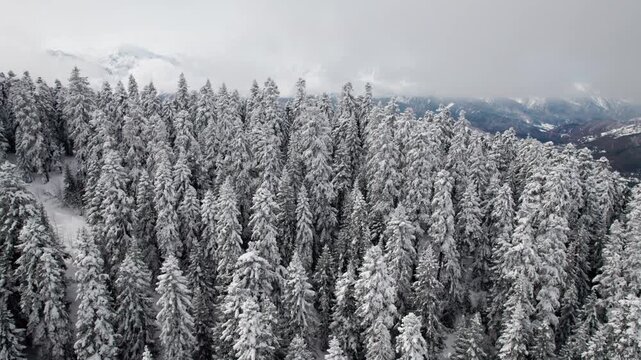 Aerial drone flight over snow-covered pine forest on mountain slopes in Svaneti, Georgia. Winter landscape with Caucasus mountains on horizon, nature, travel, scenic view