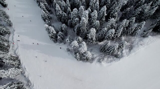Aerial drone view of skiers and snowboarders on a wide snowy slope surrounded by pine trees in Svaneti, Georgia. Winter sports, mountain resort, scenic landscape, travel, outdoor activity