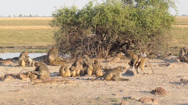 Baboon Troop Socializing and Grooming in African Savannah