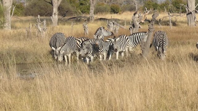 Zebras Drinking at Waterhole in Botswana Wilderness