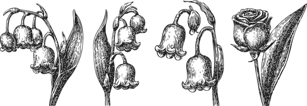 Vintage botanical ink drawings of lily of the valley flowers and a detailed rose bloom illustration
