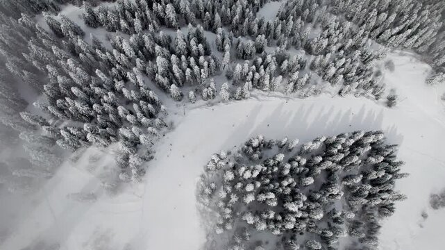 Aerial drone view of skiers and snowboarders on a wide snowy slope surrounded by pine trees in Svaneti, Georgia. Winter sports, mountain resort, scenic landscape, travel, outdoor activity