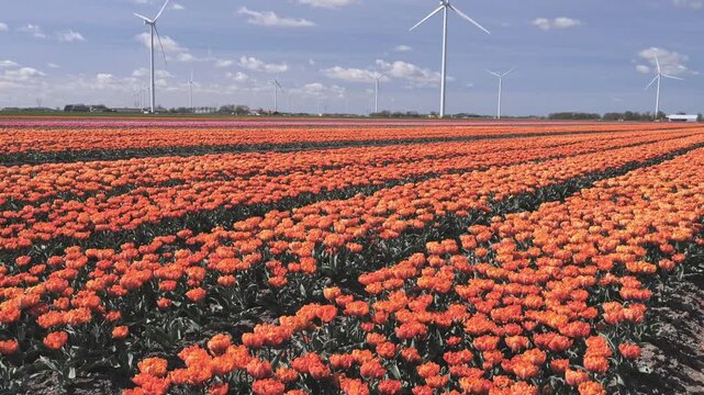 Windy handheld view of blooming tulips with modern wind turbines in rural landscape