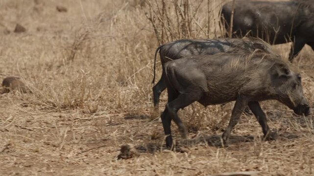 Warthog group moving through dry savanna in slow motion tracking shot, foraging in scrubby grassland habitat. Wild African mammals in natural environment.