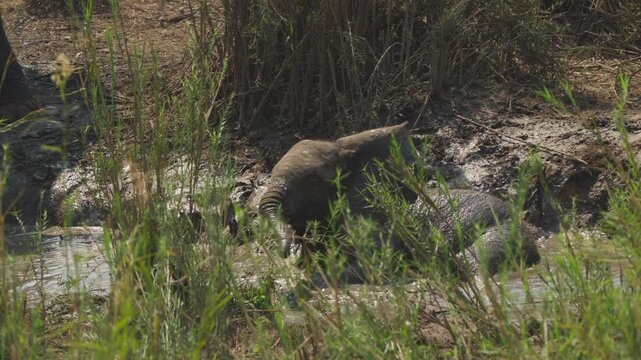 Baby African elephant plays and bathes in a muddy watering hole, splashing water and coating itself with mud in slow motion, filmed in Kruger National Park, South Africa.
