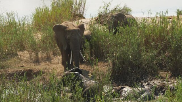 Baby elephant plays in shallow waterhole while an adult elephant watches nearby, flapping ears. Slow motion wildlife scene in African savanna wetland.