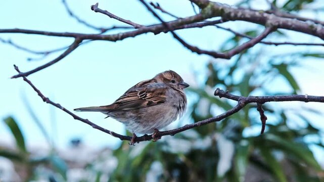 A cute, fluffy, fat finch sits on a branch