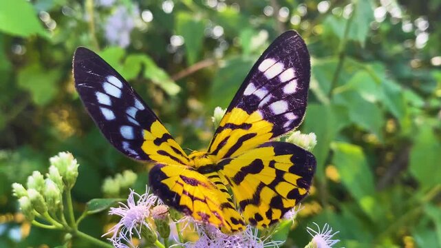 Insects: False Tiger moth pollinating on Siam weed purple bush flower - zoom out.