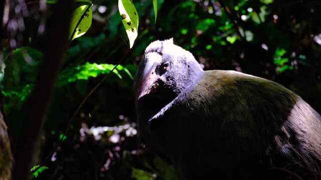 Close up of young curious takahē flightless swamphen bird in forest undergrowth in Wellington, New Zealand Aotearoa