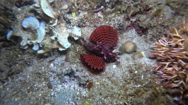 Close handheld underwater night footage of a dwarf lionfish resting on coral reef substrate beside reef growth at Looc Beach, Surigao, Philippines.