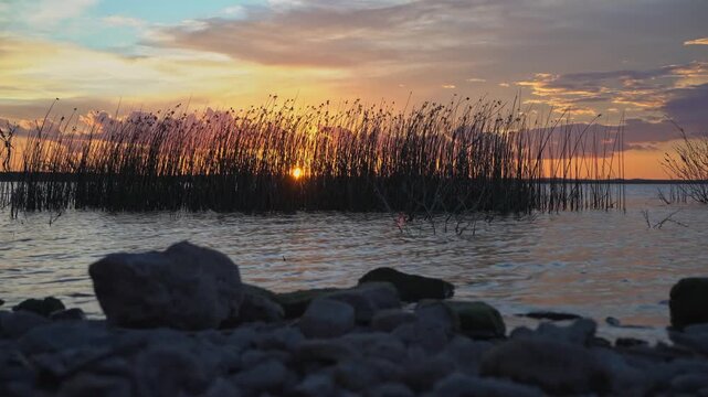 The sunsetting behind a thatch of weeds