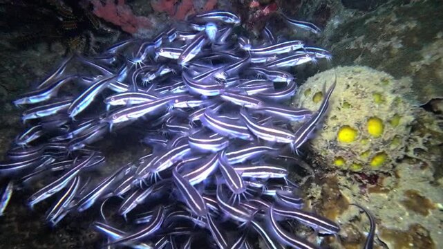 Close handheld underwater night footage of striped eel catfish packed tightly together beside coral growth on the reef at Looc Beach, Surigao, Philippines.