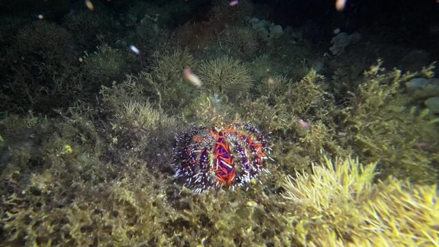Close handheld underwater night footage of a collector urchin among algae and reef growth at Looc Beach, Surigao, Philippines.