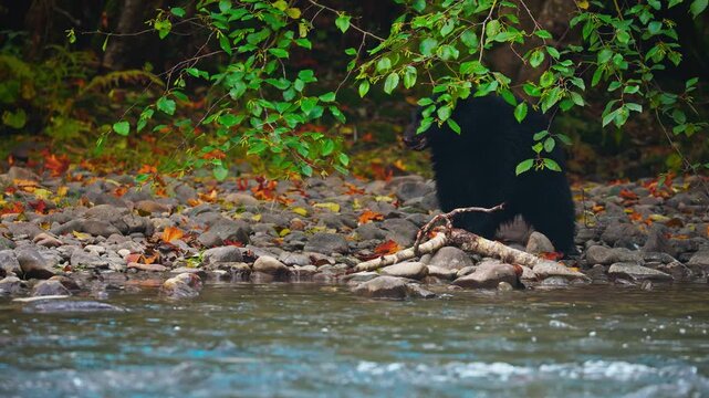 Walking American Black Bear (Ursus americanus) Near A Flowing River In Natural Forest Habitat. Slow Motion Shot