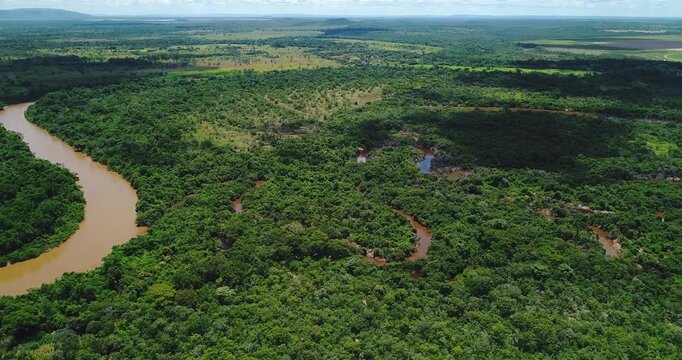 Caravelas River estuary in Caravelas Bahia Brazil with mangrove forest and tidal channels including species Rhizophora mangle, Avicennia schaueriana and Laguncularia racemosa, drone aerial wide shot