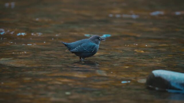 American Dipper - Unique Aquatic Songbird In A River. Close-up Shot