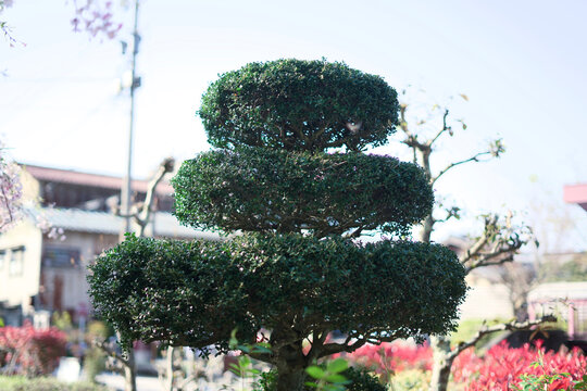 Neatly trimmed topiary tree in a sunny garden