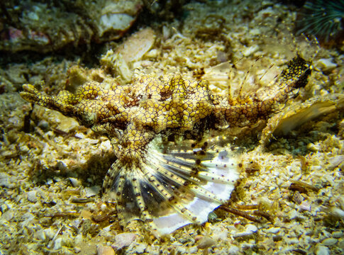 Dragon sea moth (Eurypegasus draconis) walking on sandy seafloor using pectoral fins as legs, Malapascua, Philippines, one of the most bizarre and rarely photographed creatures of Indo-Pacific