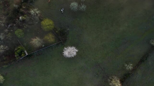 Aerial top down view of a blooming tree in a green field