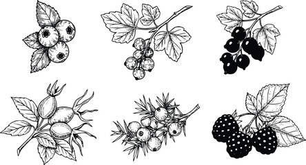 Black and white illustration of various types of berries and leaves on branches © Ajoy