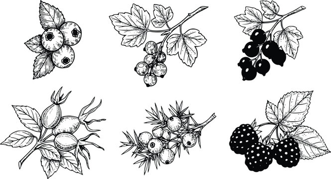 Black and white illustration of various types of berries and leaves on branches