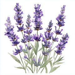 Obraz premium Bouquet of lavender flowers isolated on a clean white background