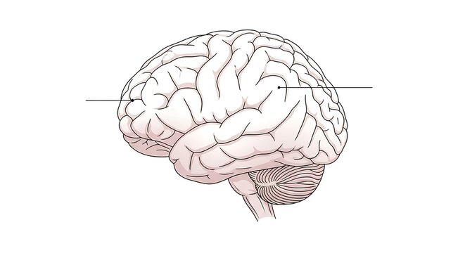 A detailed illustration of a human brain showcasing its intricate structures and sections