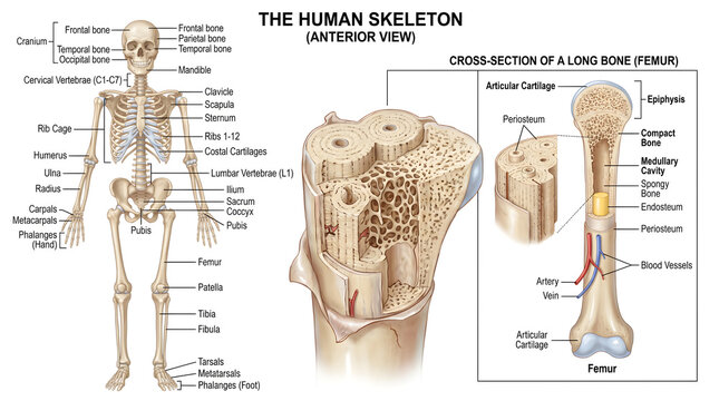 Anterior view of the human skeleton with labeled bones of skull, spine, rib cage, pelvis and limbs plus magnified cross‑section of a long bone (femur) showing compact bone, spongy bone, marrow cavity 