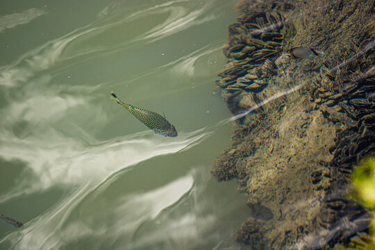 Trois poissons qui se balladent 