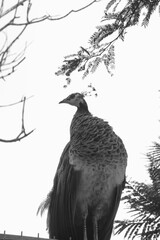 Fototapeta premium Peacock Standing Silhouette On Tree Branch In Black And White