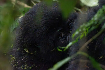 Close up portrait of a mountain gorilla in the wild jungle © Janica