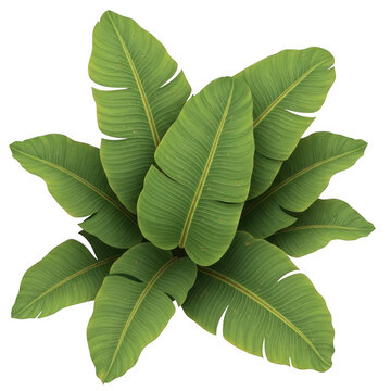 Top view of banana tree leaves with tropical botanical vegetation isolated