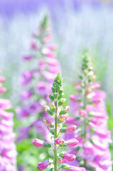 Obraz premium Common Foxglove, Digitalis purpurea or Foxglove or Plantaginaceae or Scrophulariaceae or pink flower