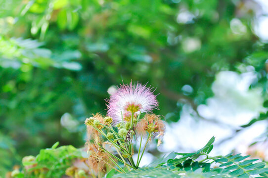 Rain tree or Samanea saman, LEGUMINOSAE MIMOSOIDEAE and flower