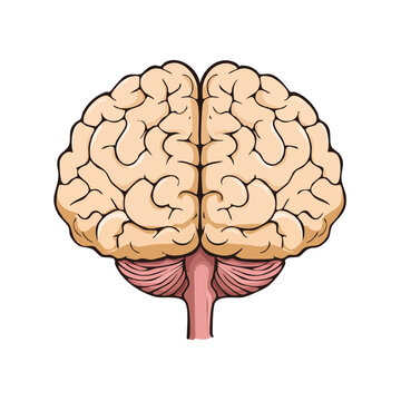 Illustration of human brain with detailed convolutions and cerebellum section