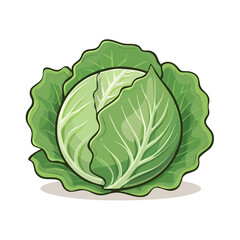 Fototapeta premium Fresh Green Cabbage Vegetable Illustration Healthy Food Ingredient