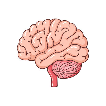 Simplified illustration of a human brain with cerebellum and brainstem