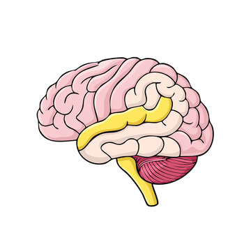 Detailed Anatomical Illustration of the Human Brain's Left Hemisphere and Cerebellum