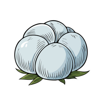 Hand Drawn Illustration of a Fluffy Cotton Boll with Green Leaves