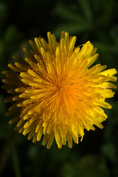 L&ouml;wenzahnbl&uuml;te