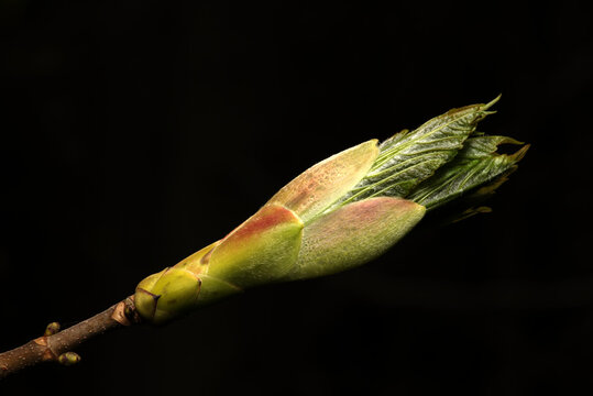 eine sich &ouml;ffnende Knospe der Hainbuche (Carpinus betulus)
