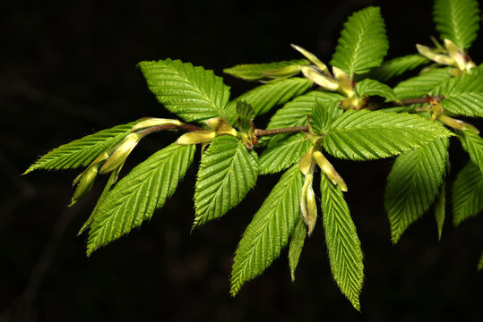junge Bl&auml;tter einer Hainbuche (Carpinus betulus)