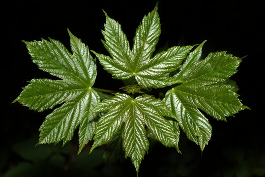 junge Bl&auml;tter eines Spitzahorns (Acer platanoides)