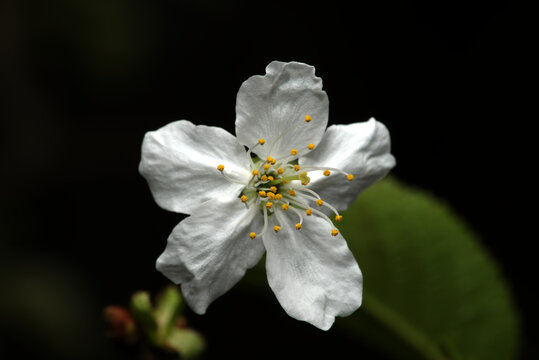 Kirschbl&uuml;te (Prunus avium oder Prunus cerasus)